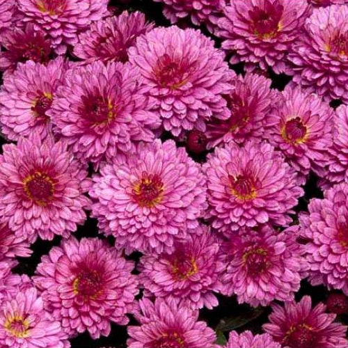 Chrysanthemums care our guide to buy and grow these jazzy blooms